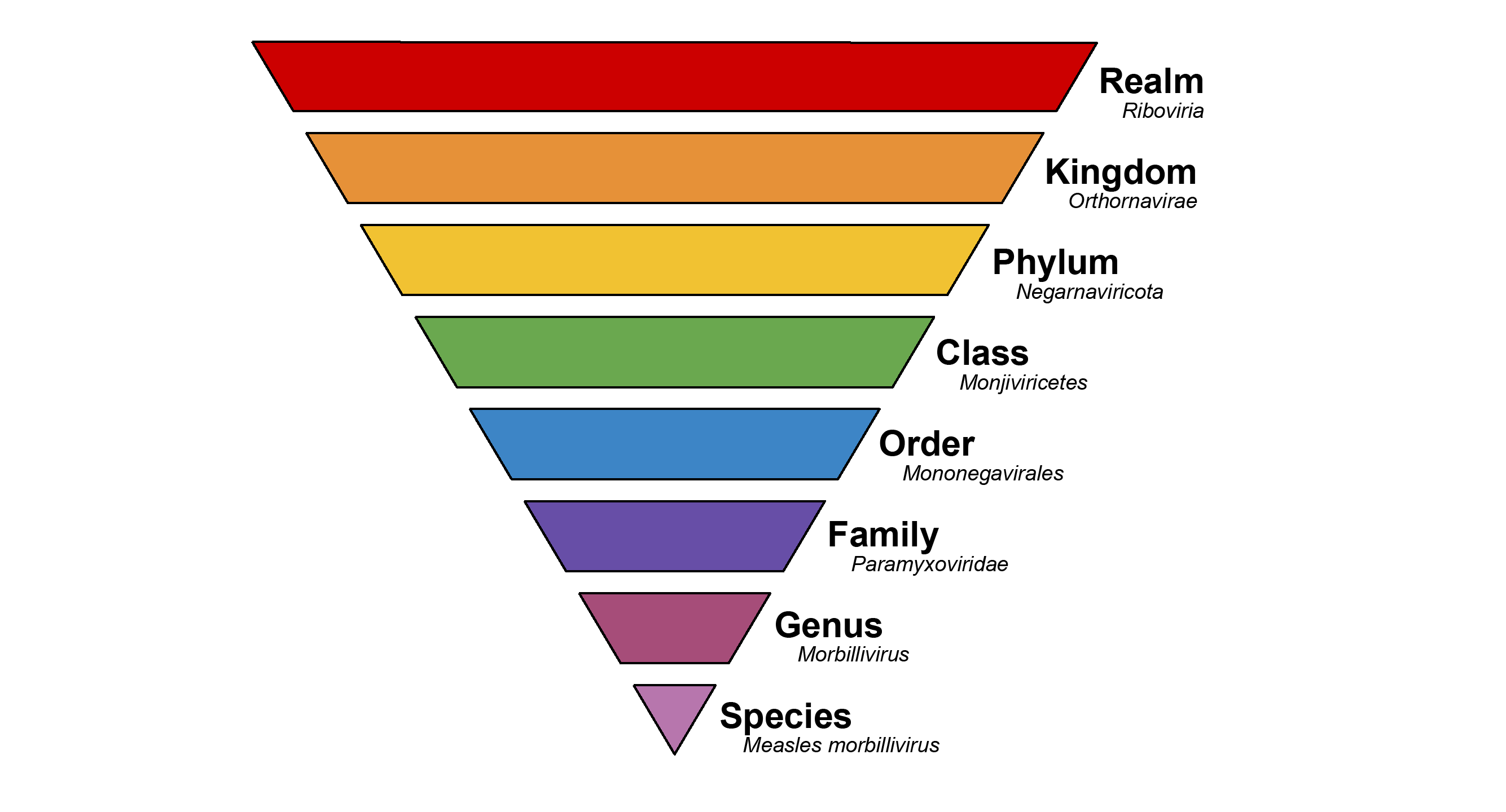 Top 192+ Animal hierarchy classification - Merkantilaklubben.org