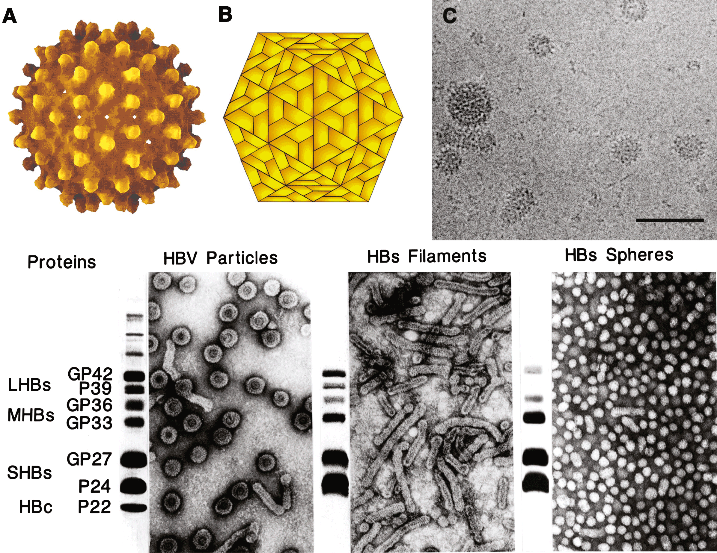 hepatitis b virus structure