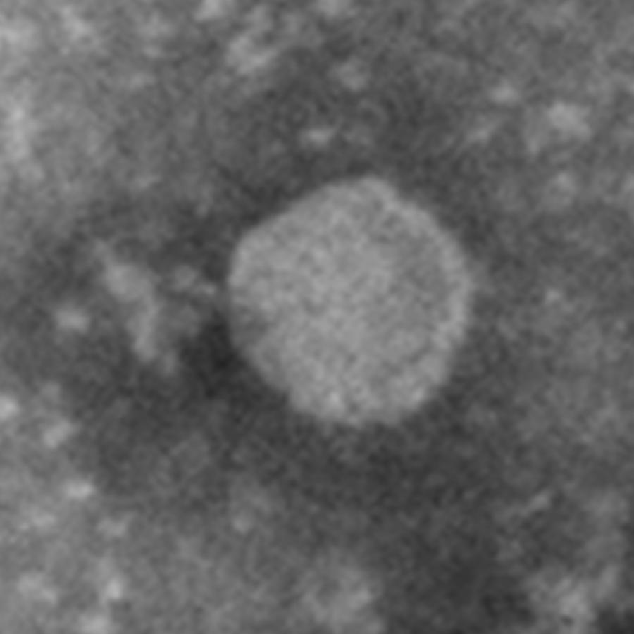 Artoviridae