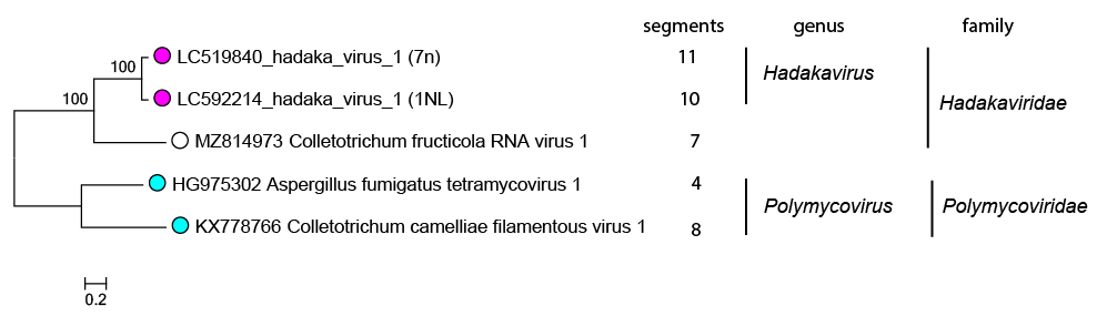 Hadakaviridae