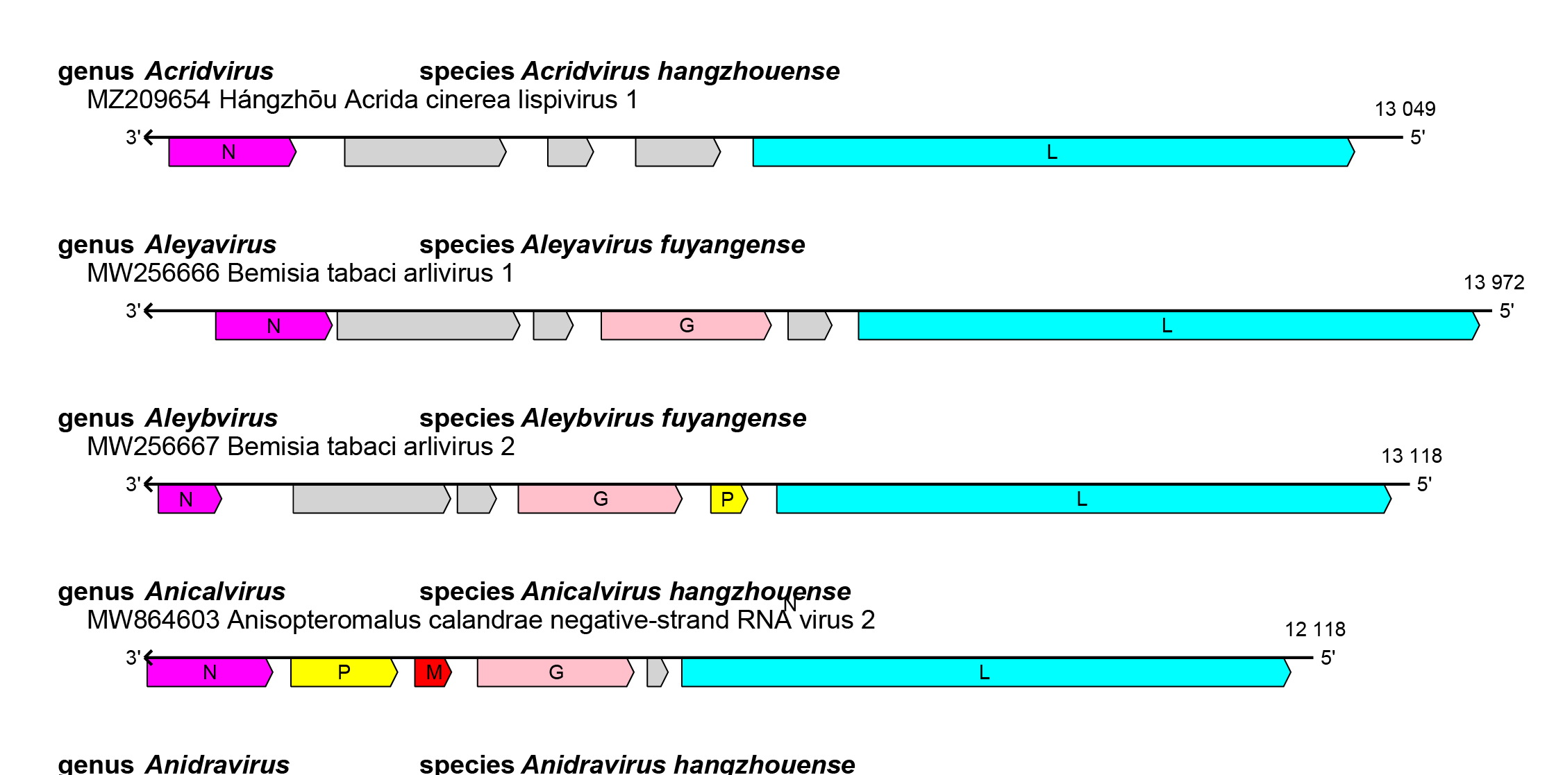 Lispiviridae genome organisation