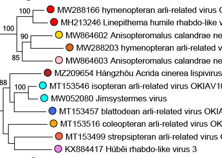 Lispiviridae phylogeny