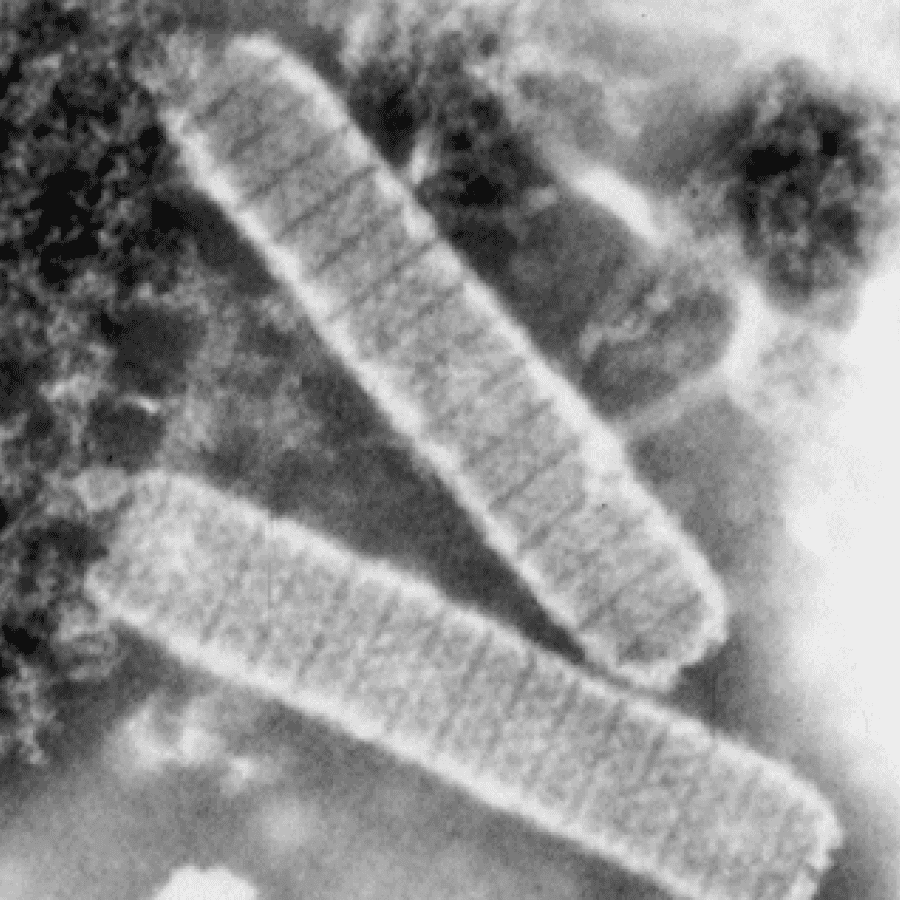 Nimaviridae