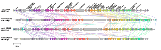 Aoguangviridae genome
