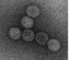 Simuloviridae virion