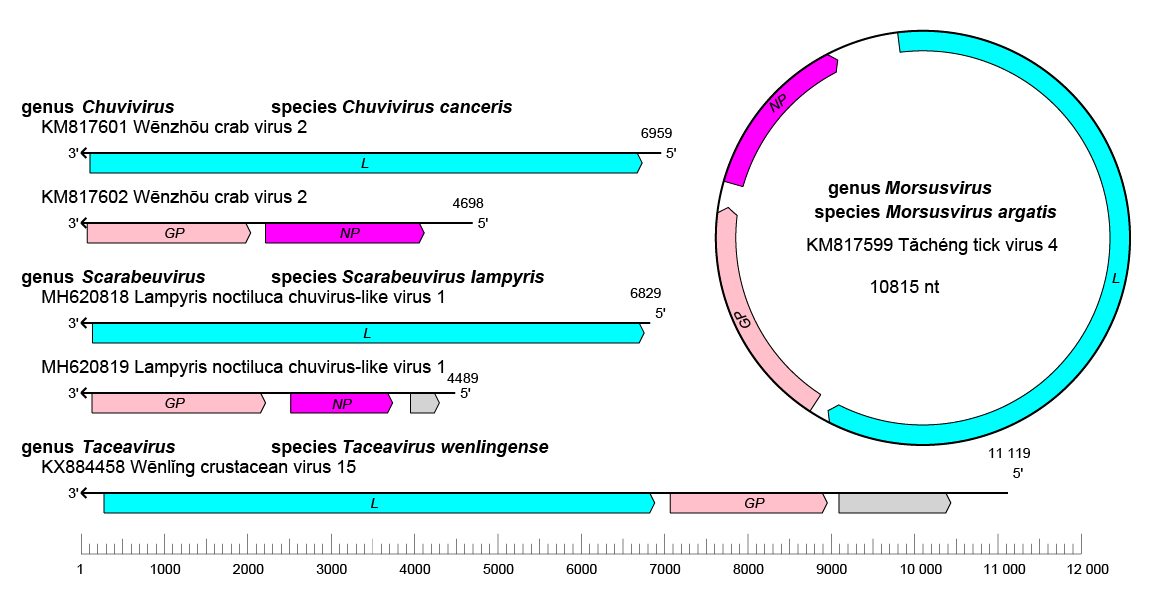 Chuviridae
