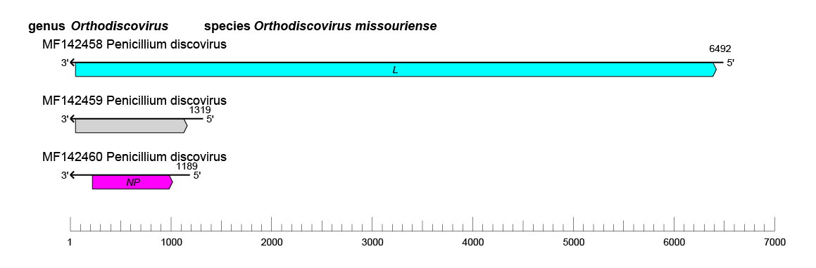 Discoviridae