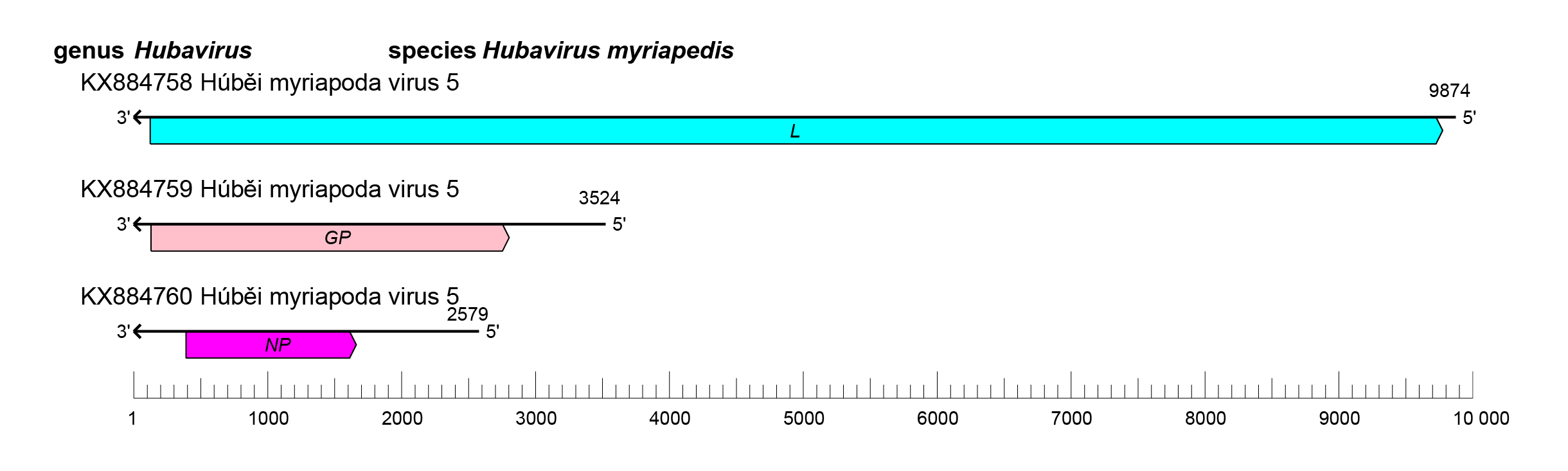 Mypoviridae