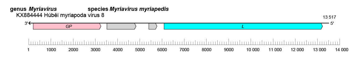 Myriaviridae