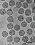 Phenuiviridae