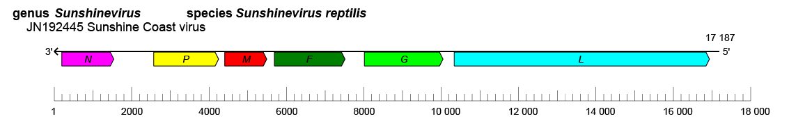 Sunviridae