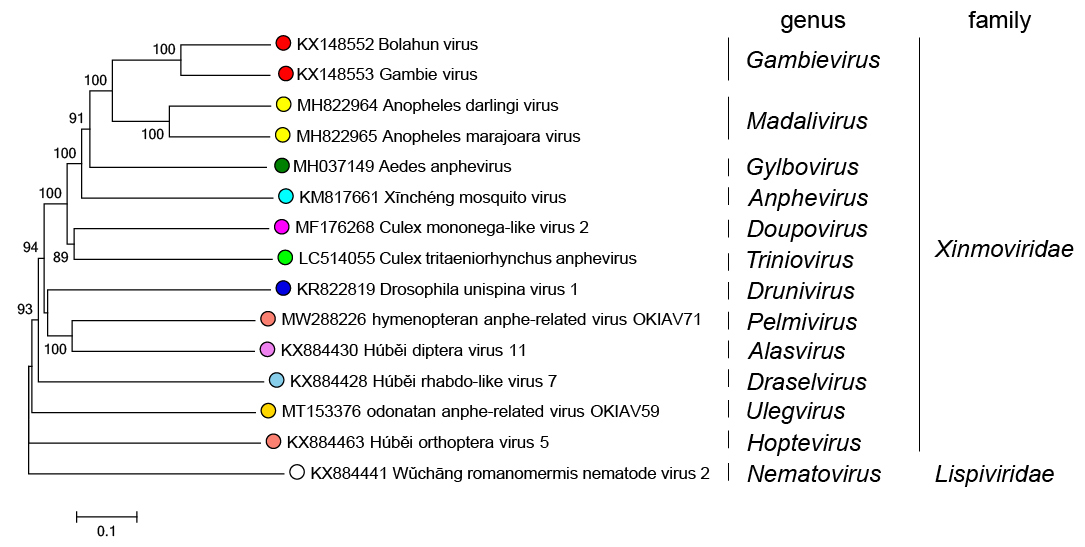 Xinmoviridae