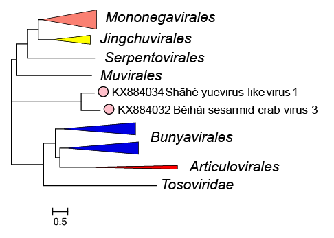 Yueviridae