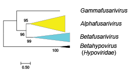 Fusariviridae