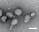 Phasmaviridae