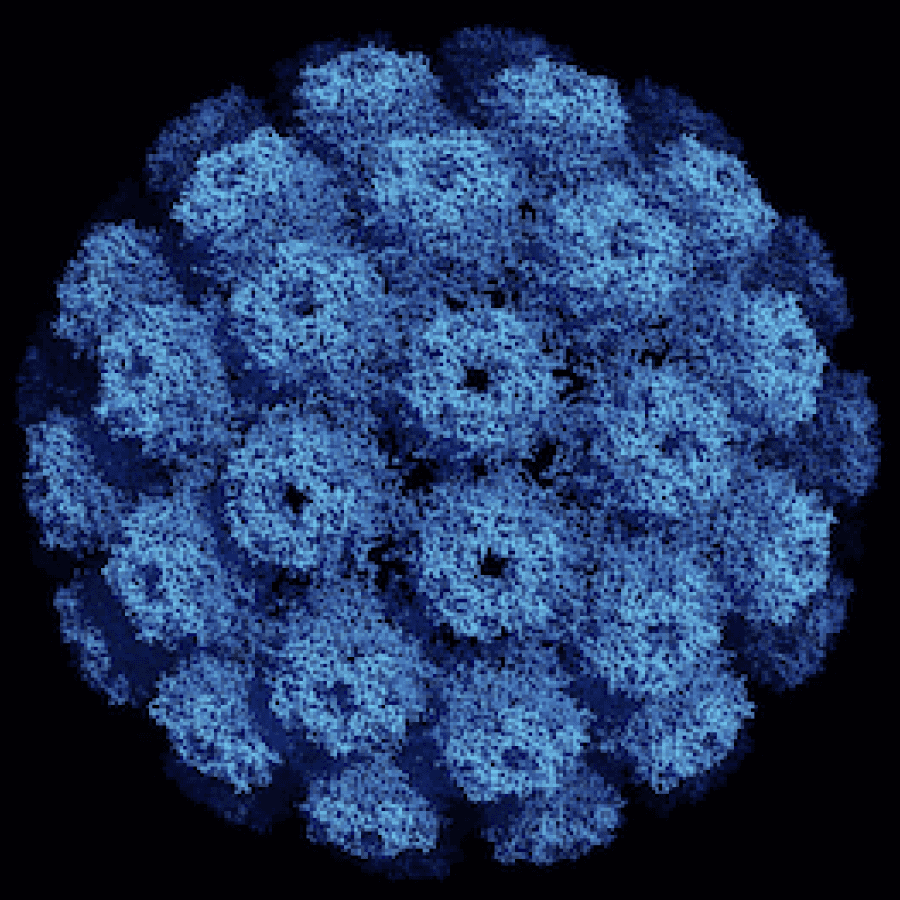 Polyomaviridae