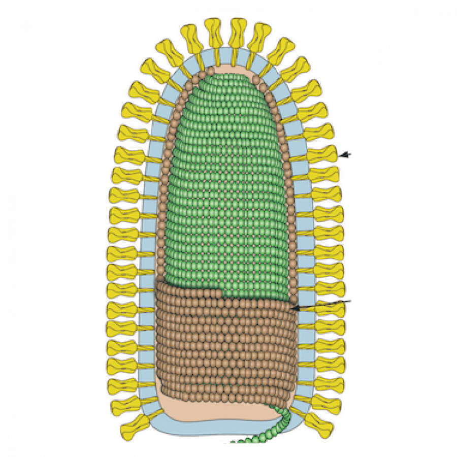 Rhabdoviridae