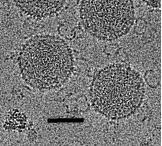 Sphaerolipoviridae
