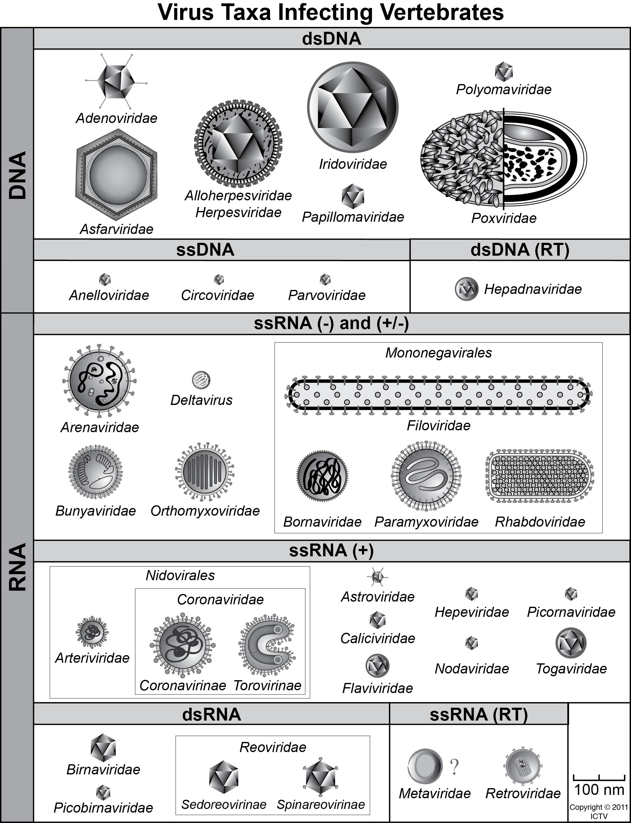 Virus Diagrams