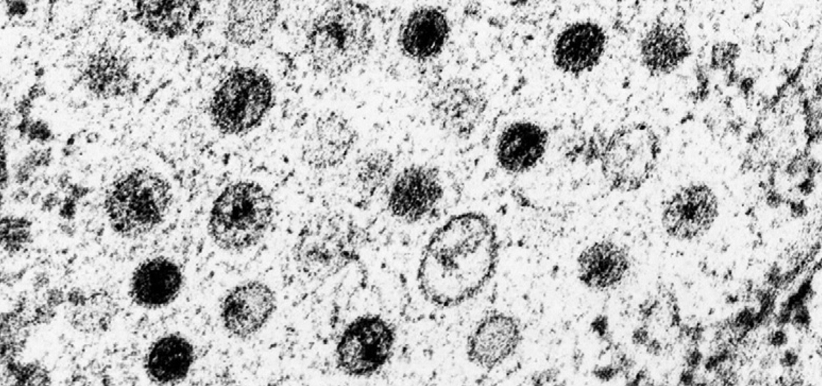 Hypoviridae