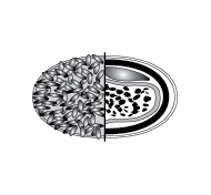 Poxvirus