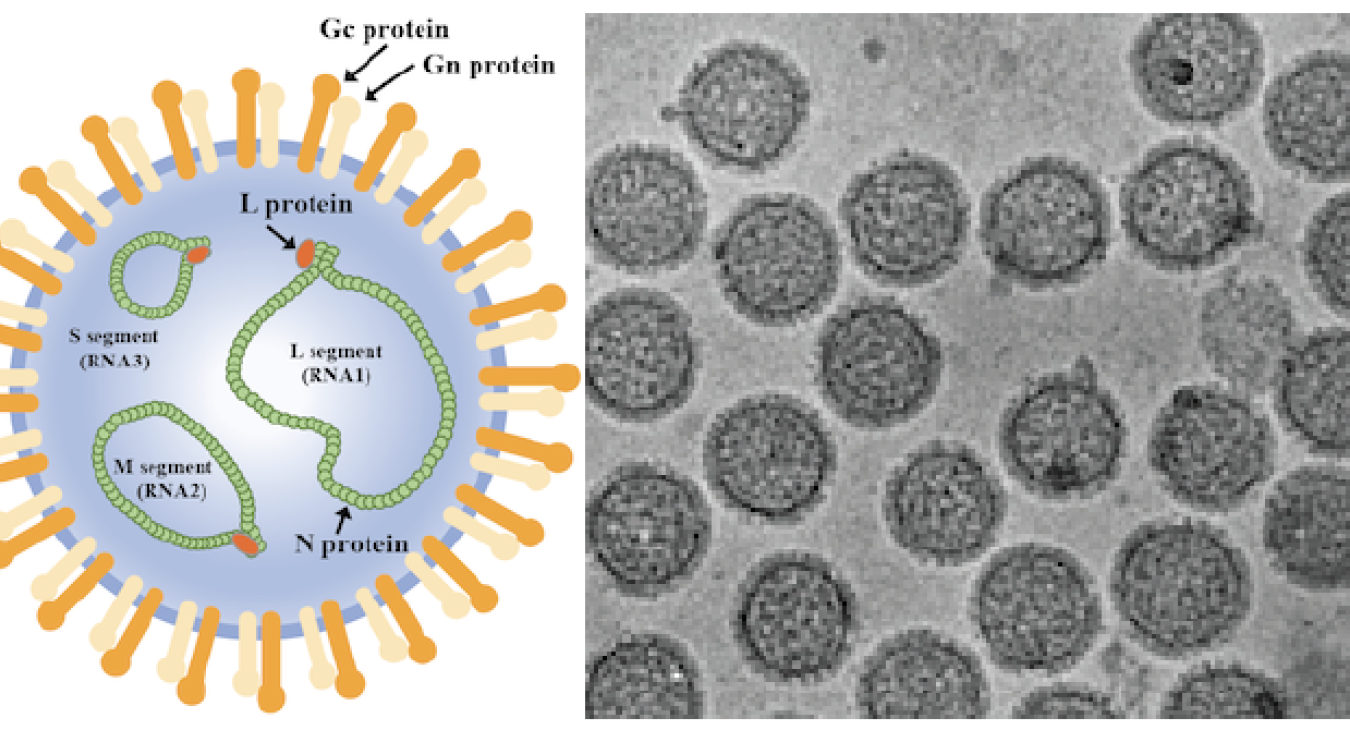 Virus