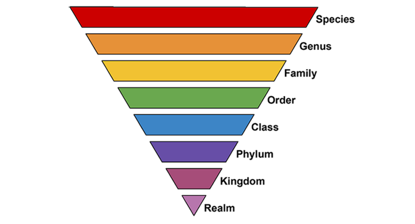 Taxonomic Ranks