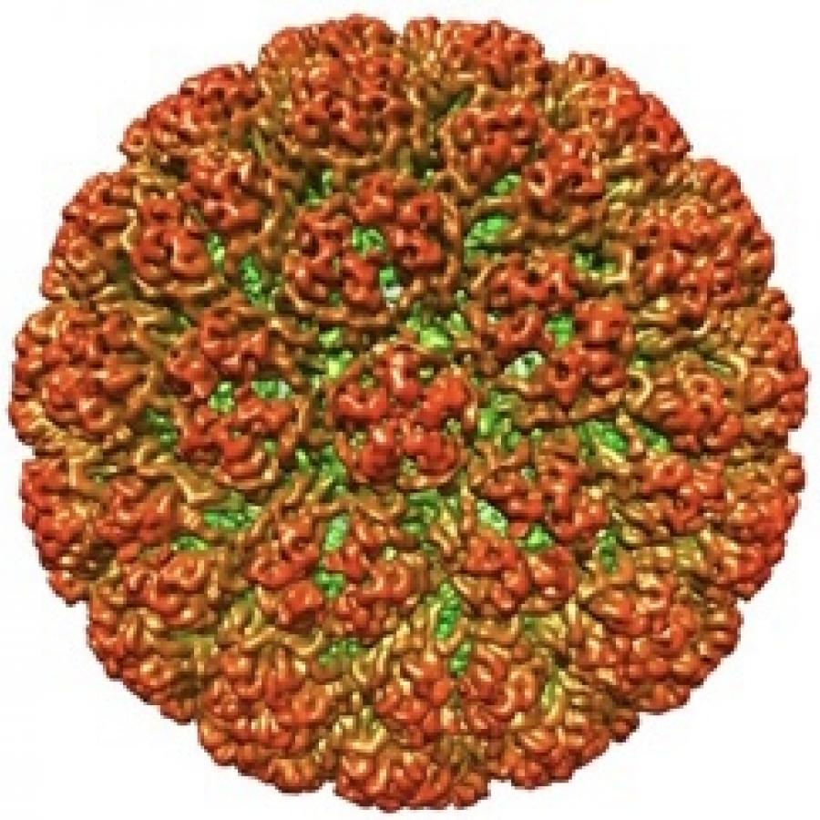 cauliflower mosaic virus 