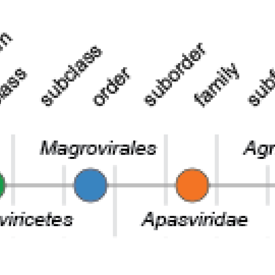 Apasviridae