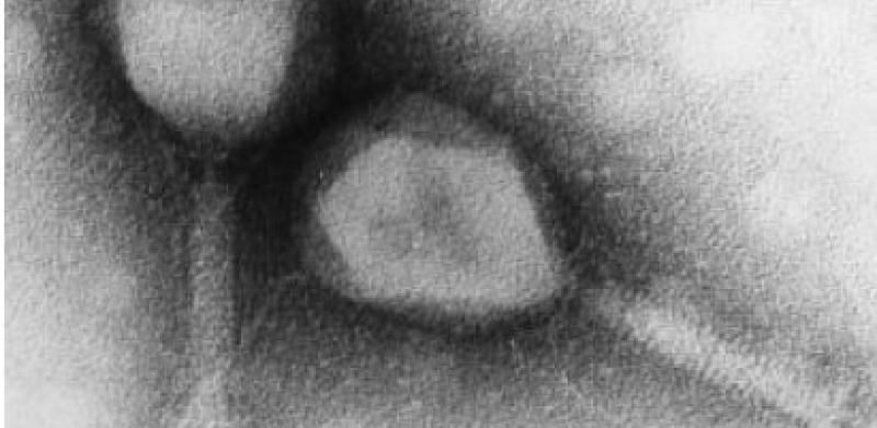 Duplodnaviria