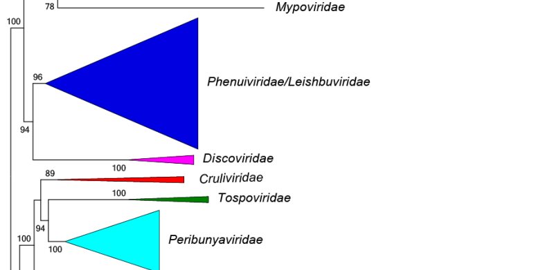 Wupedeviridae