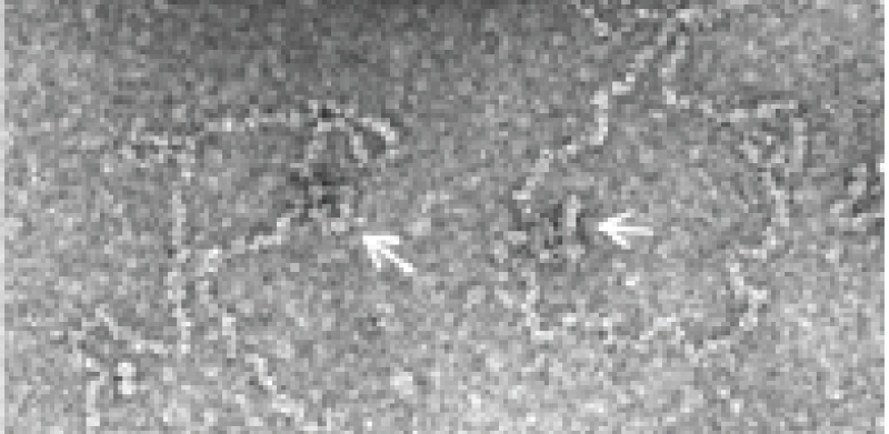 Konkoviridae