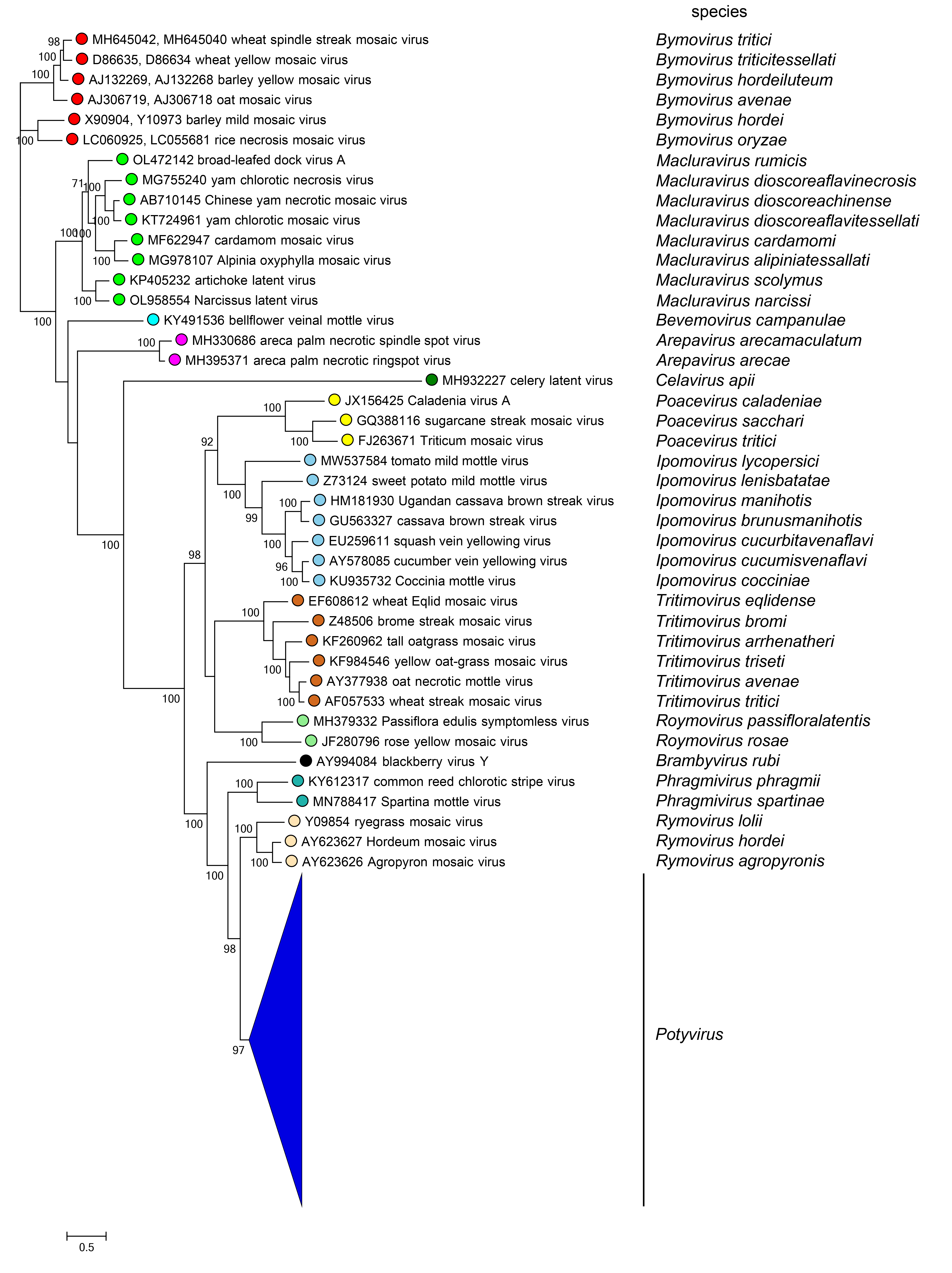 Potyviridae phylogeny