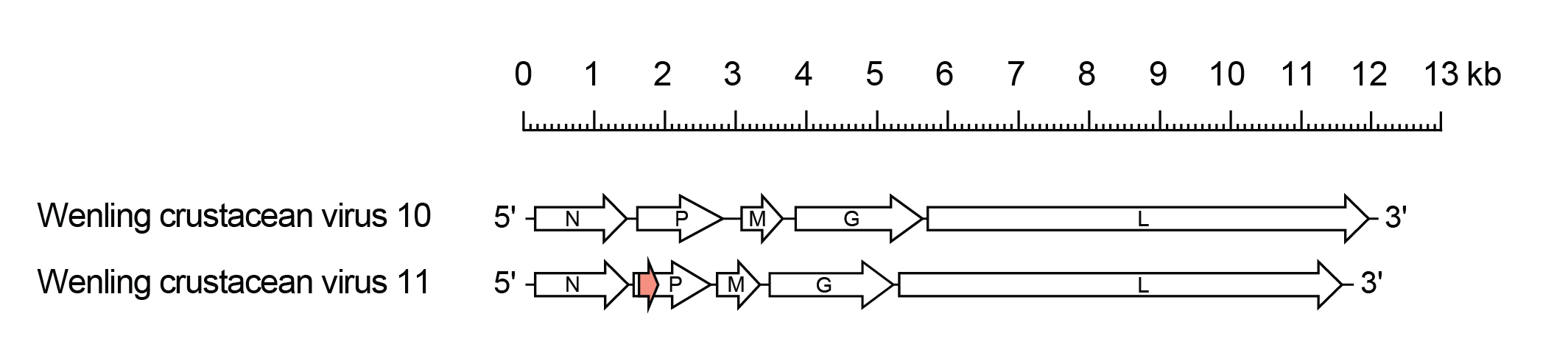Alphacrustrhavirus genome