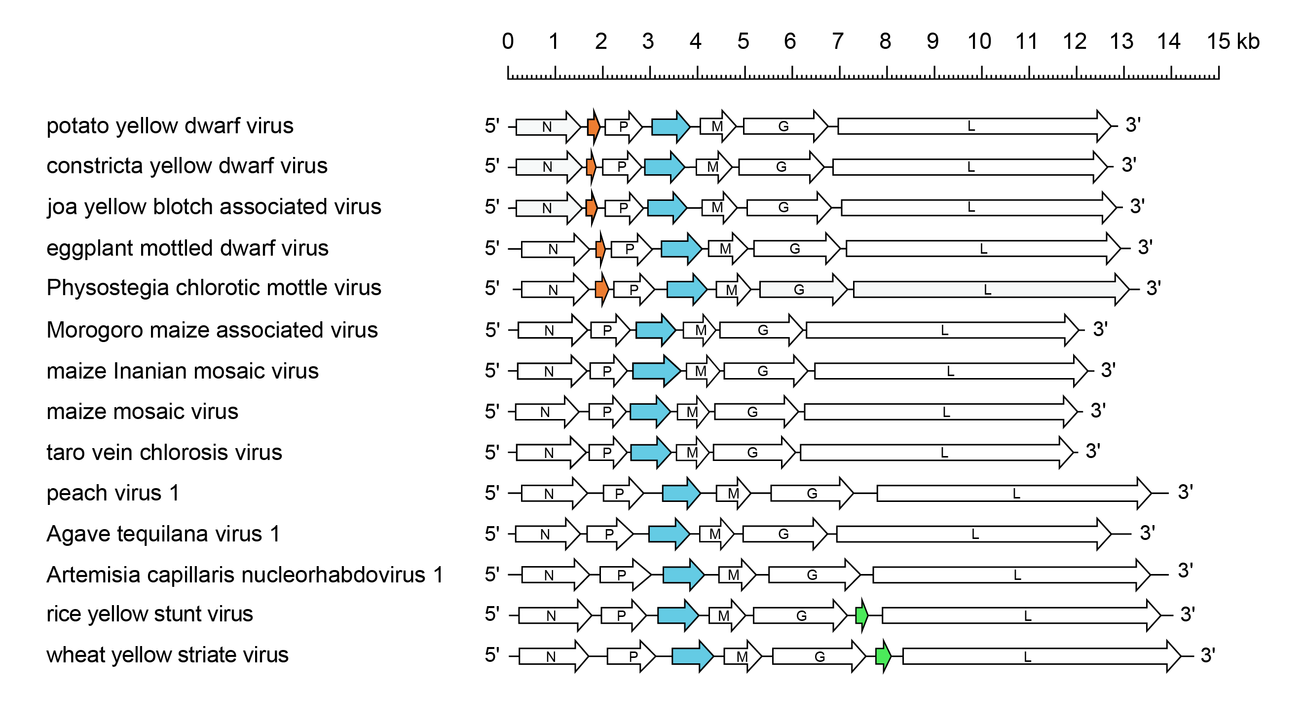 Alphanucleorhabdovirus genome