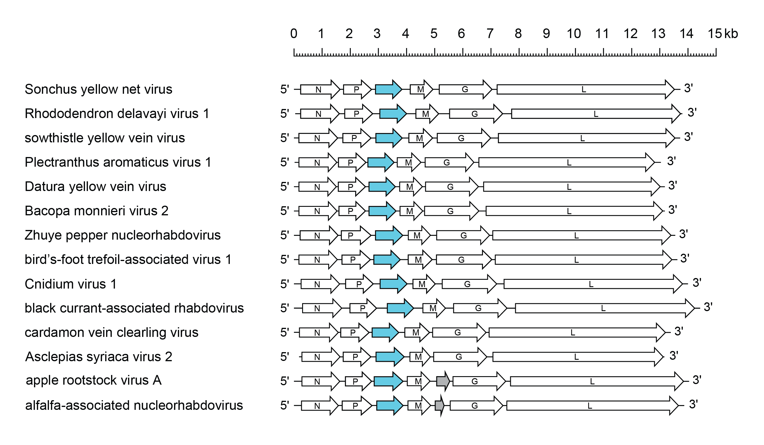 Betanucleorhabdovirus genome