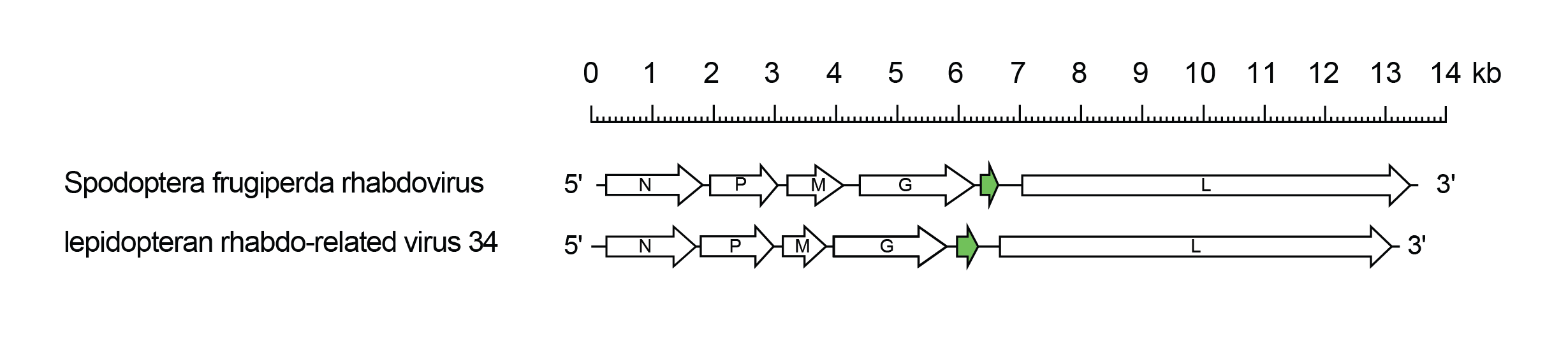 Betapaprhavirus genome