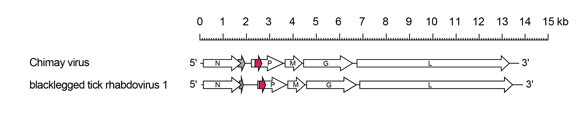 Betaricinrhavirus genome