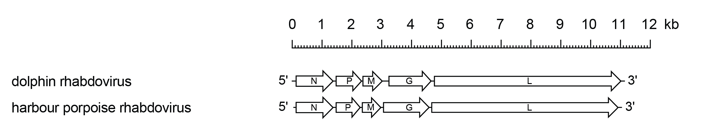 Cetarhavirus genome