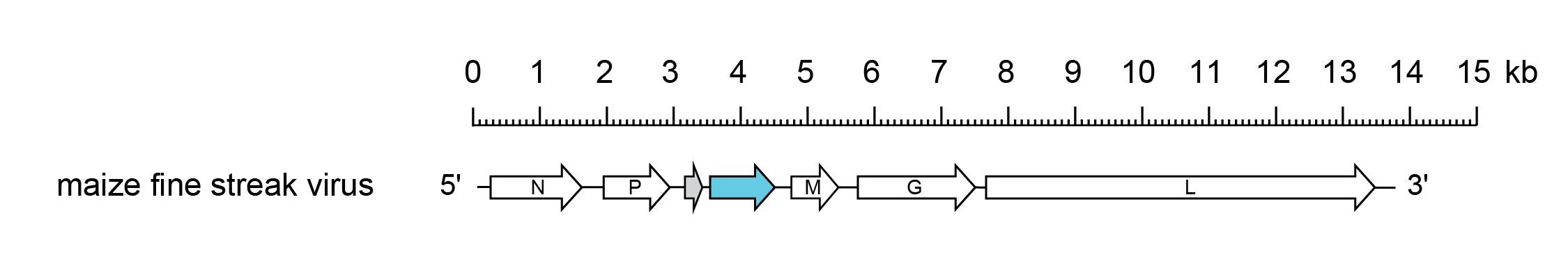 Gammanucleorhabdovirus genome