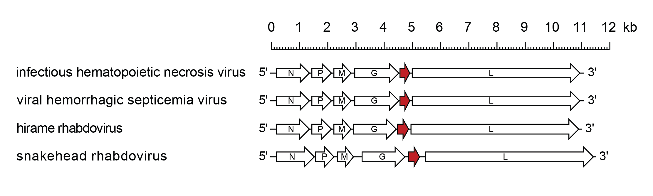 Novirhabdovirus genome