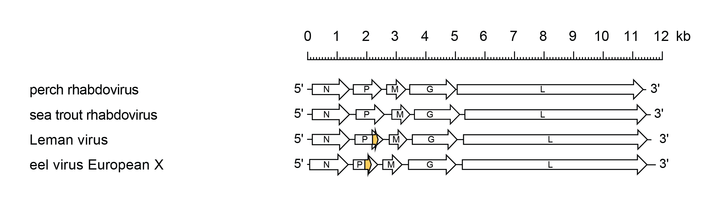 Perhabdovirus  genome