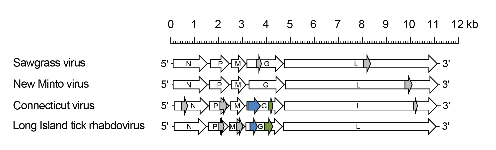 Sawgrhavirus genome