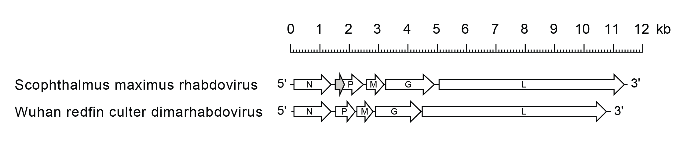 Scophravirus genome