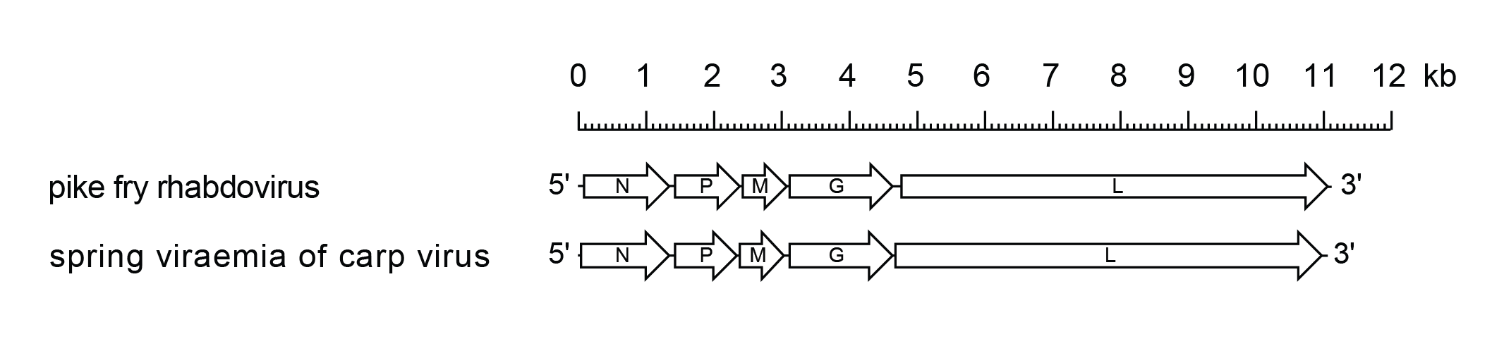 Sprivivirus genome