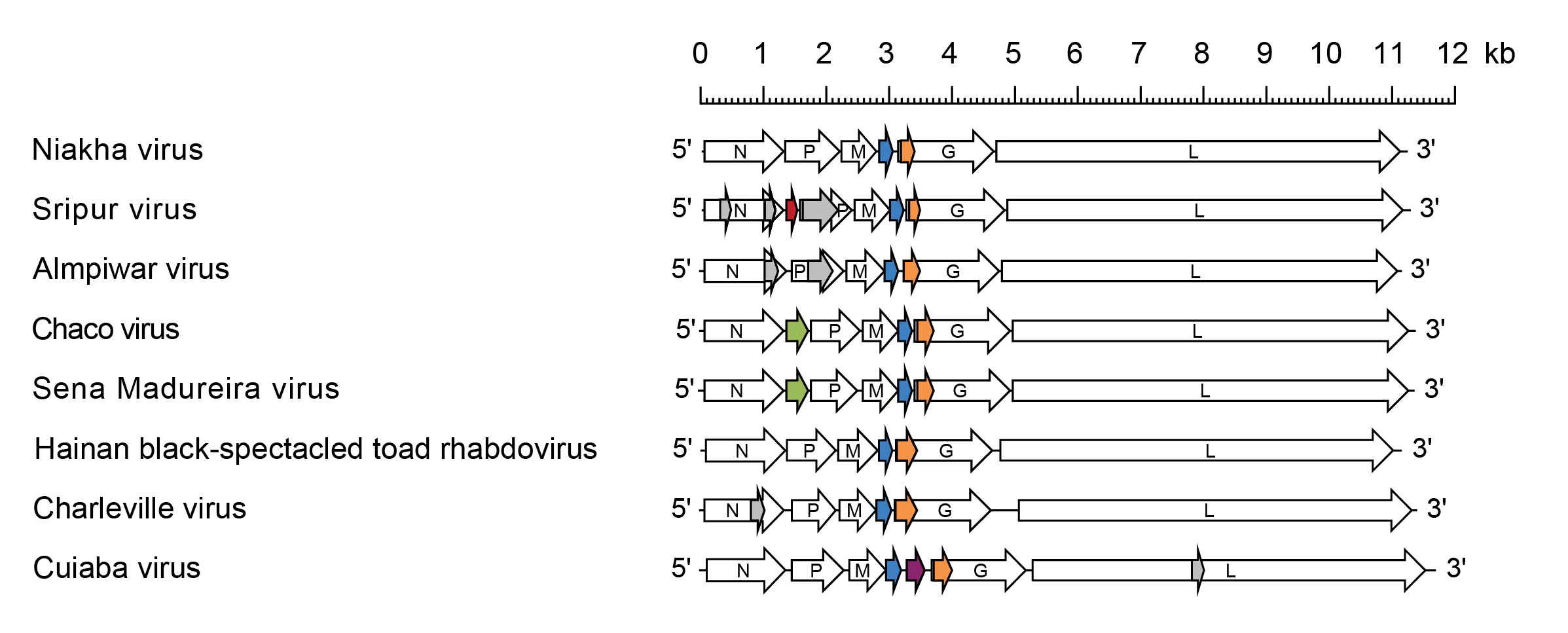 Sripuvirus genome