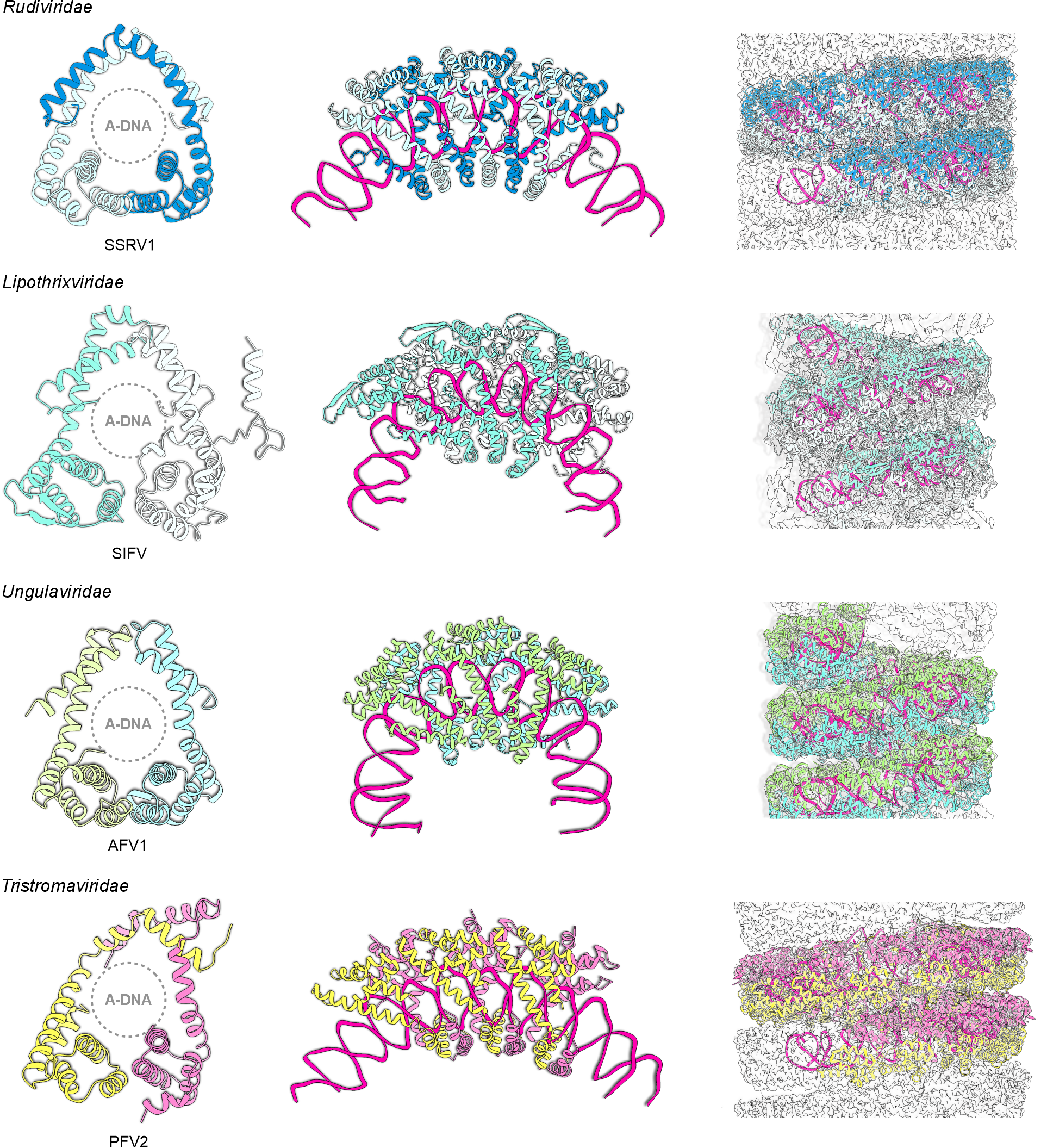 Adnaviria major capsid protein