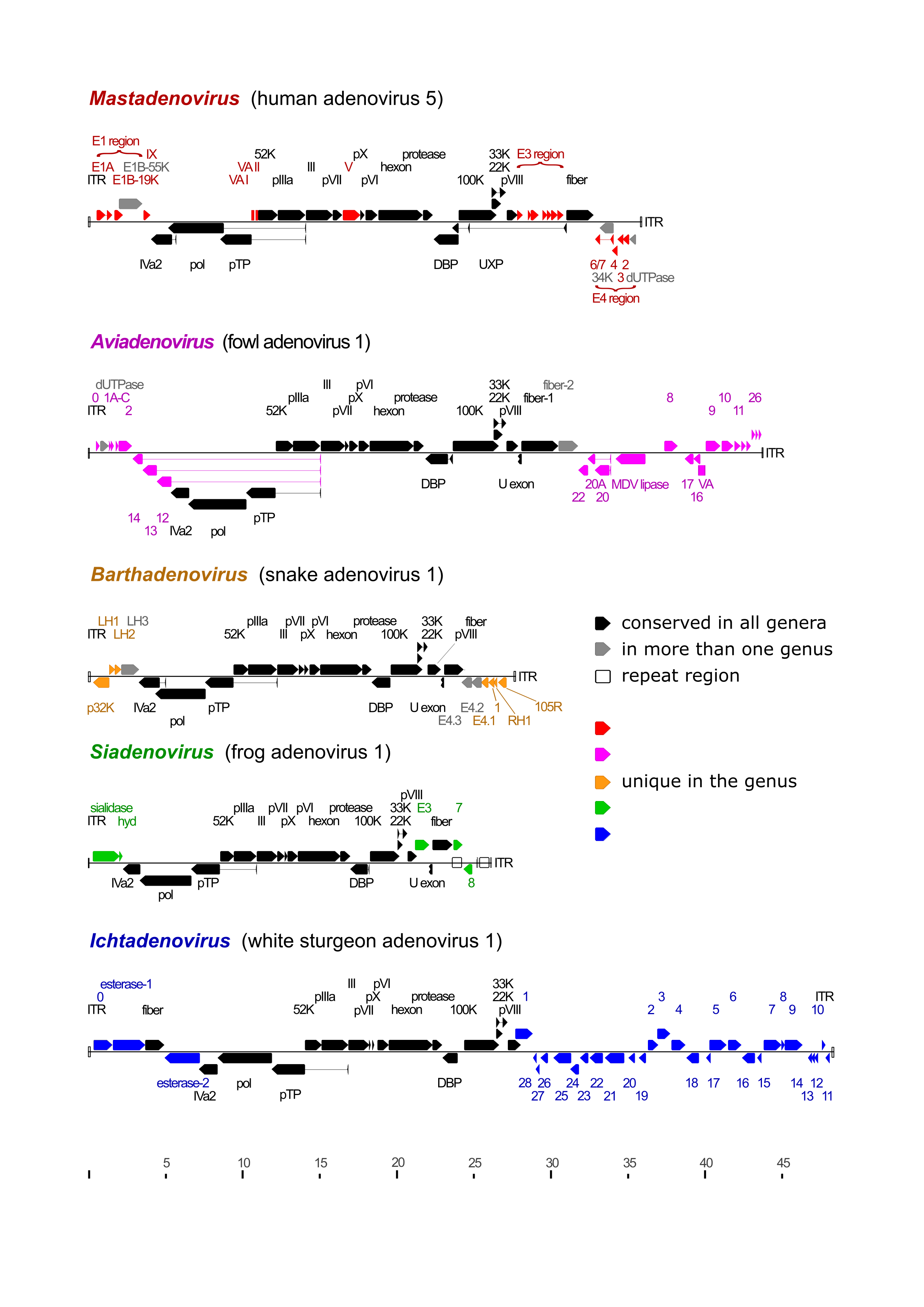 Adenoviridae genome organisation