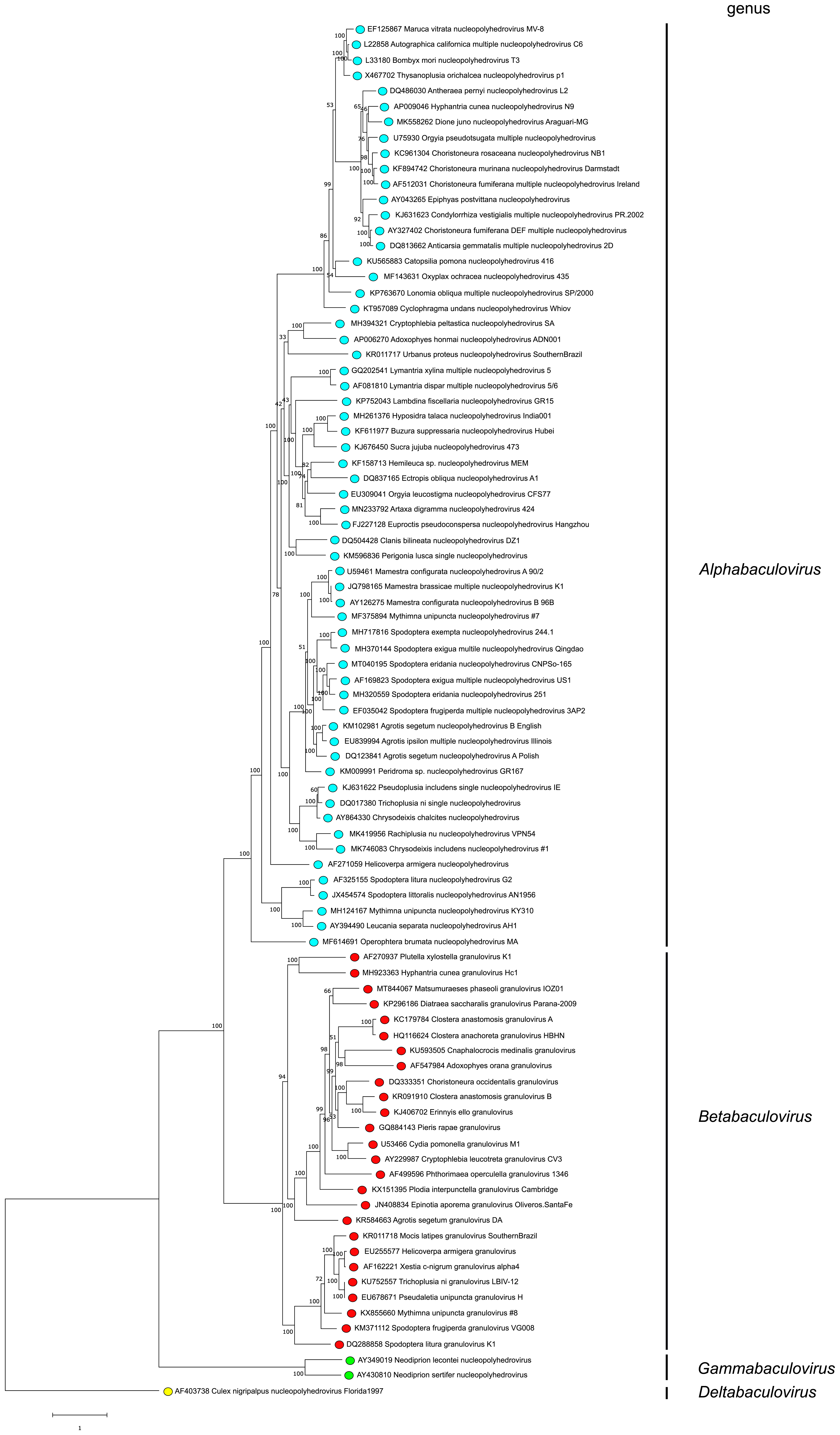 Phylogenetic tree of family Baculoviridae