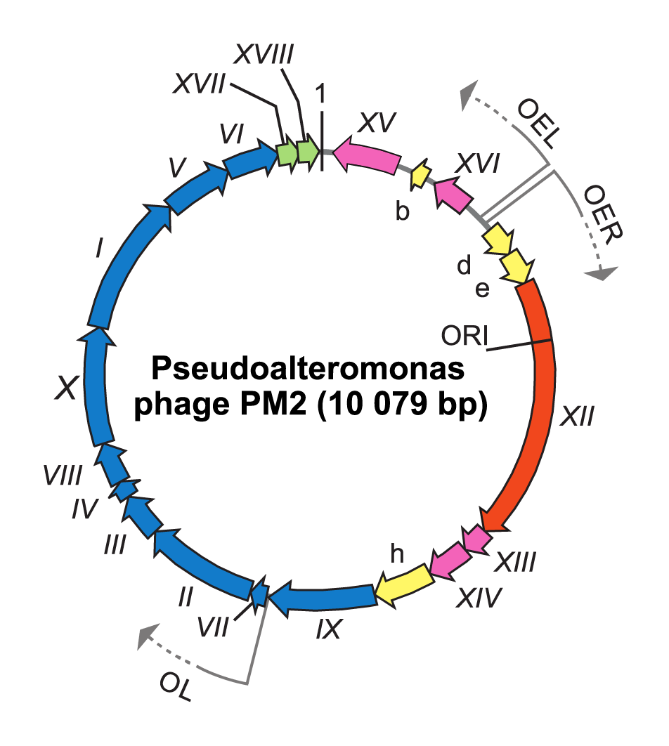 Coronaviridae: genome organisation